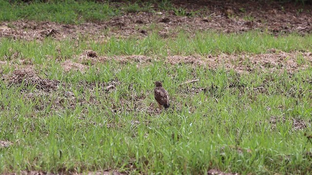 Roadside Hawk - ML611560061