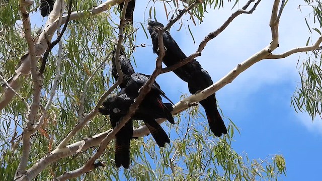 Red-tailed Black-Cockatoo - ML611560068