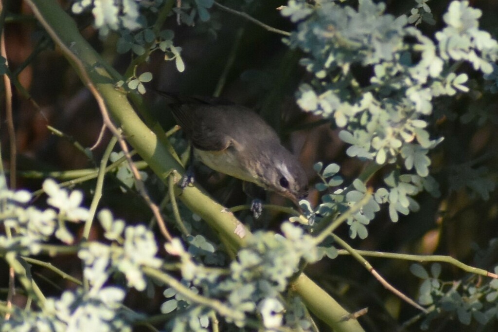 Warbling Vireo - Davis Provan