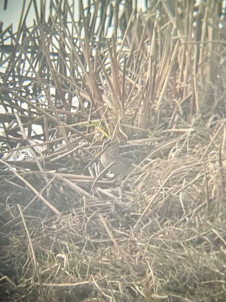 Wilson's Snipe - ML611560087