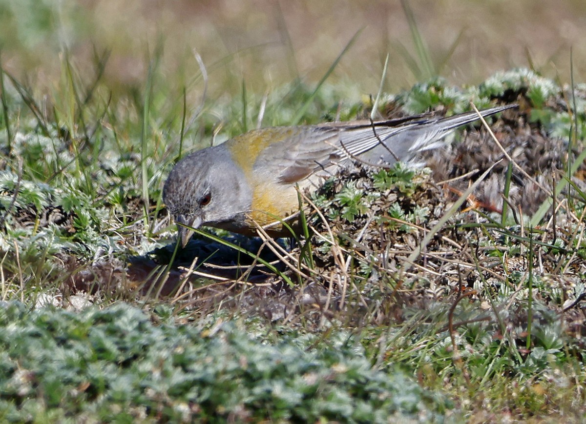 Gray-hooded Sierra Finch (gayi/caniceps) - ML611560100