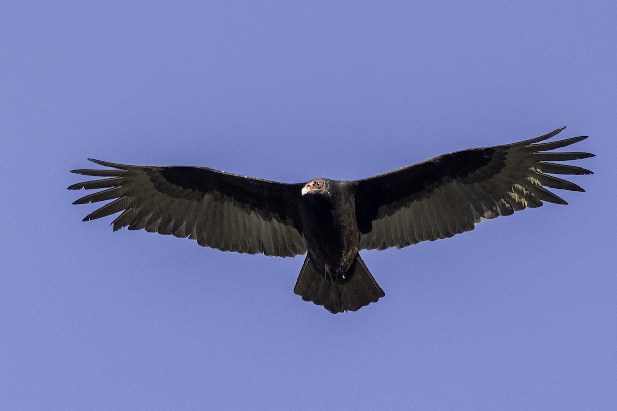 Turkey Vulture - ML611560111