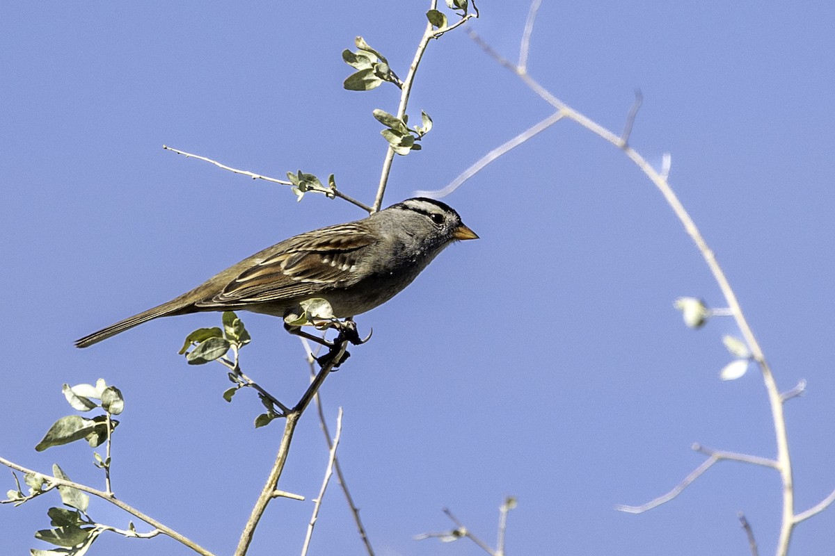 White-crowned Sparrow - ML611560117