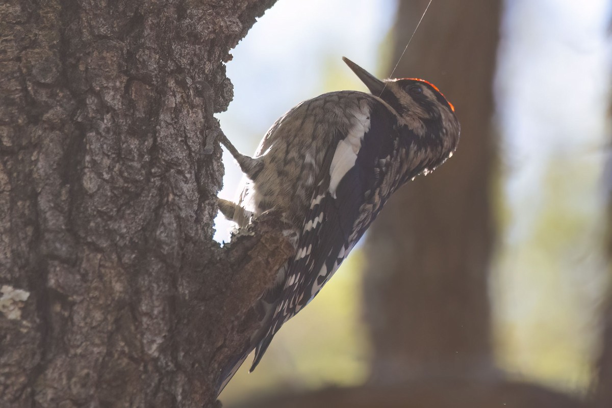 Yellow-bellied Sapsucker - ML611560121