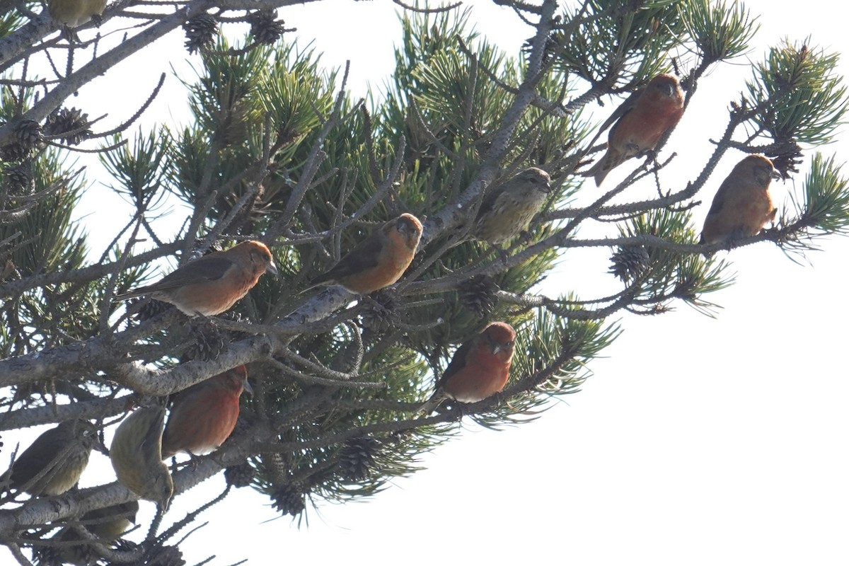 Red Crossbill - ML611560126