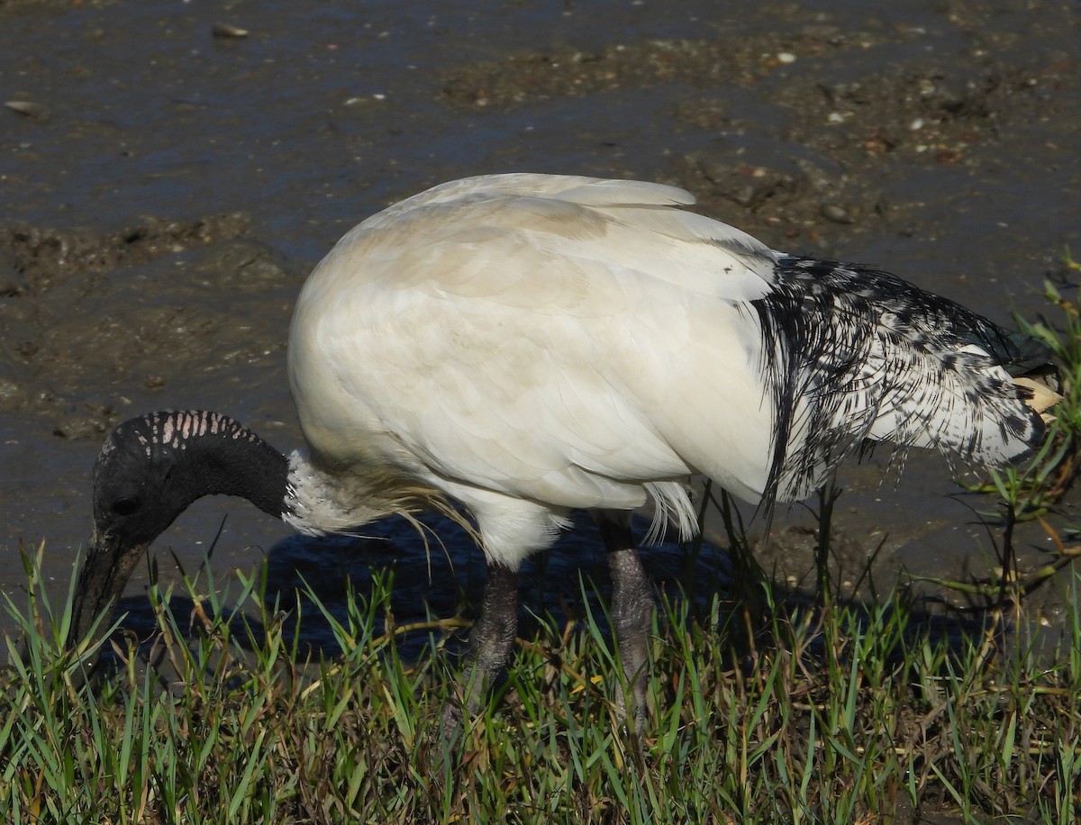 Ibis à cou noir - ML611560142