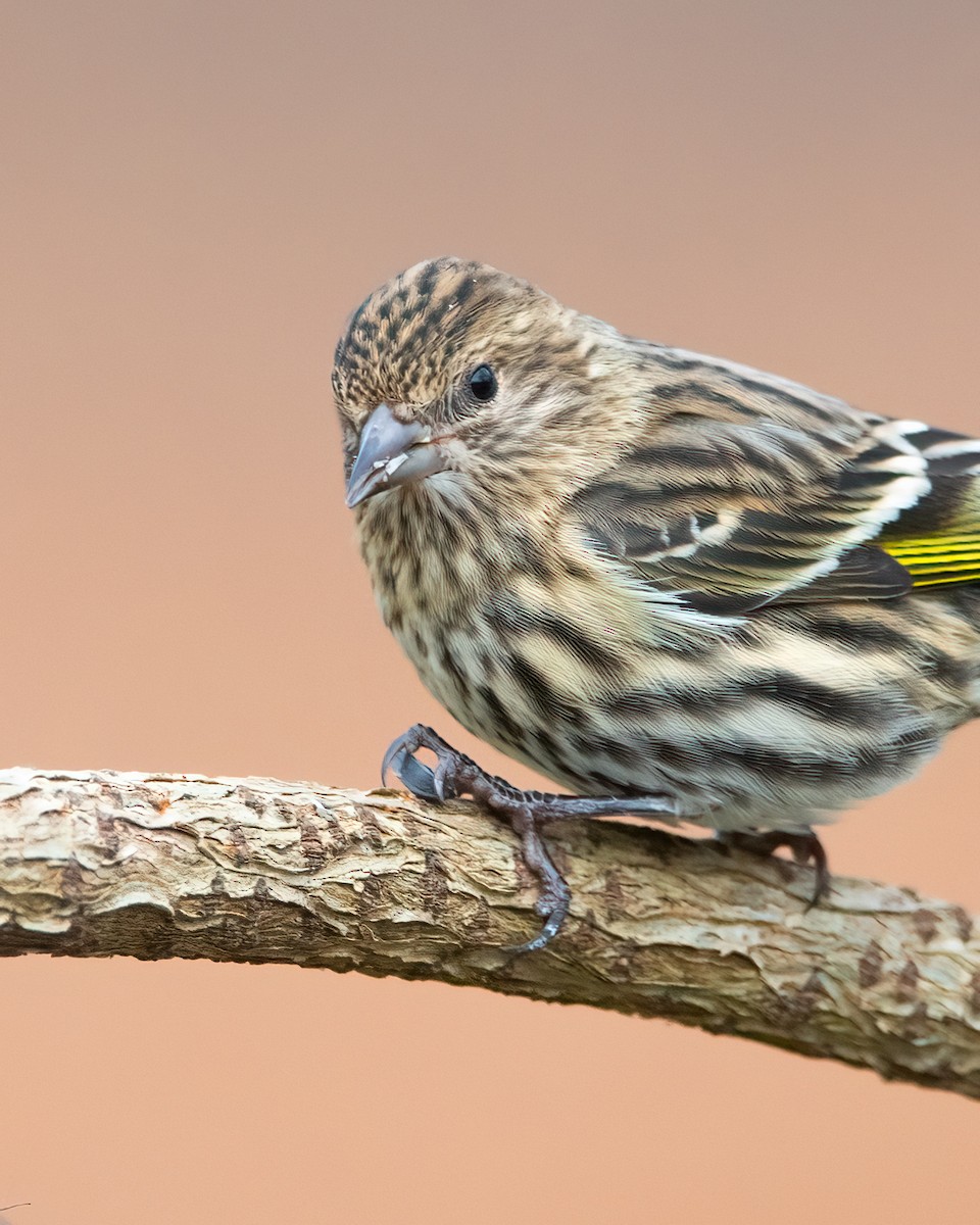 Pine Siskin - ML611560252