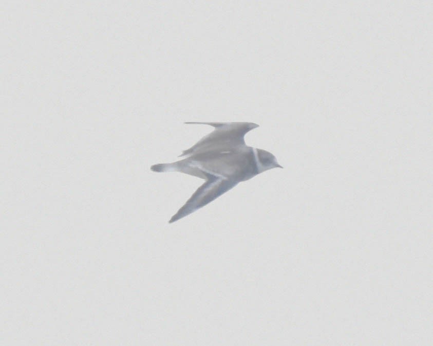 Semipalmated Plover - ML611560322