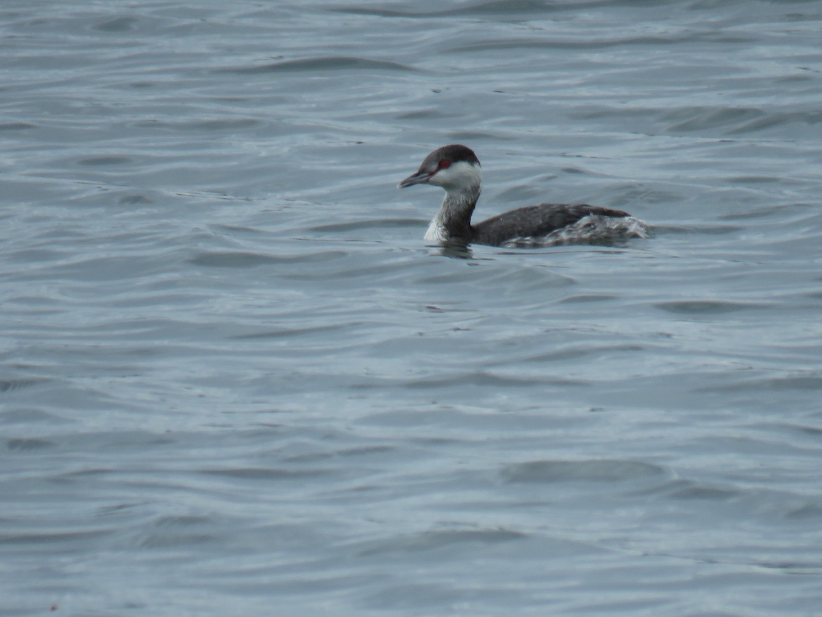 Horned Grebe - ML611560356