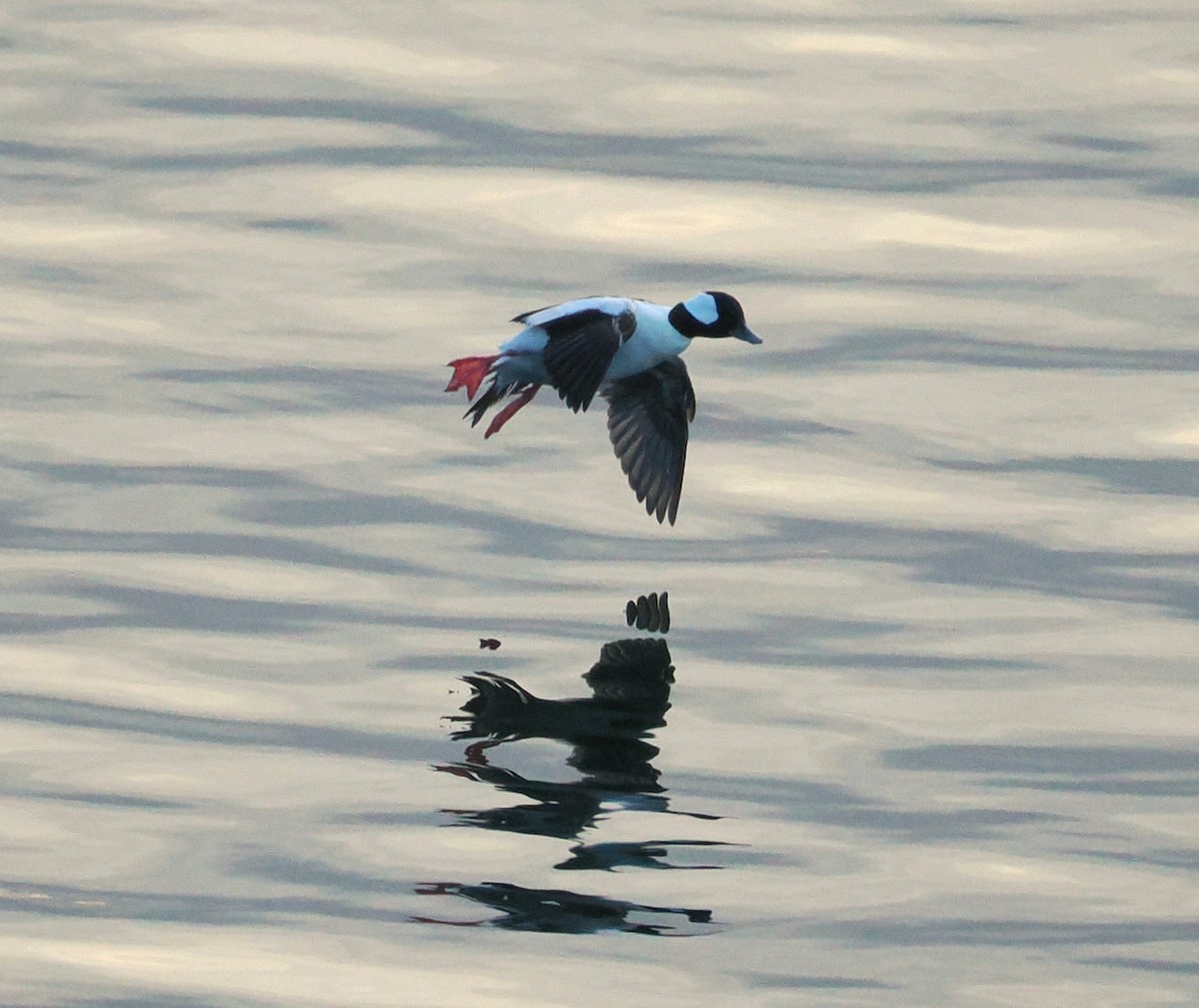 Bufflehead - ML611560371