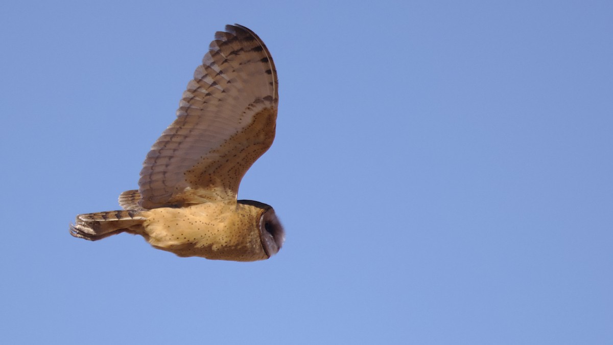 Barn Owl - Mark Scheel