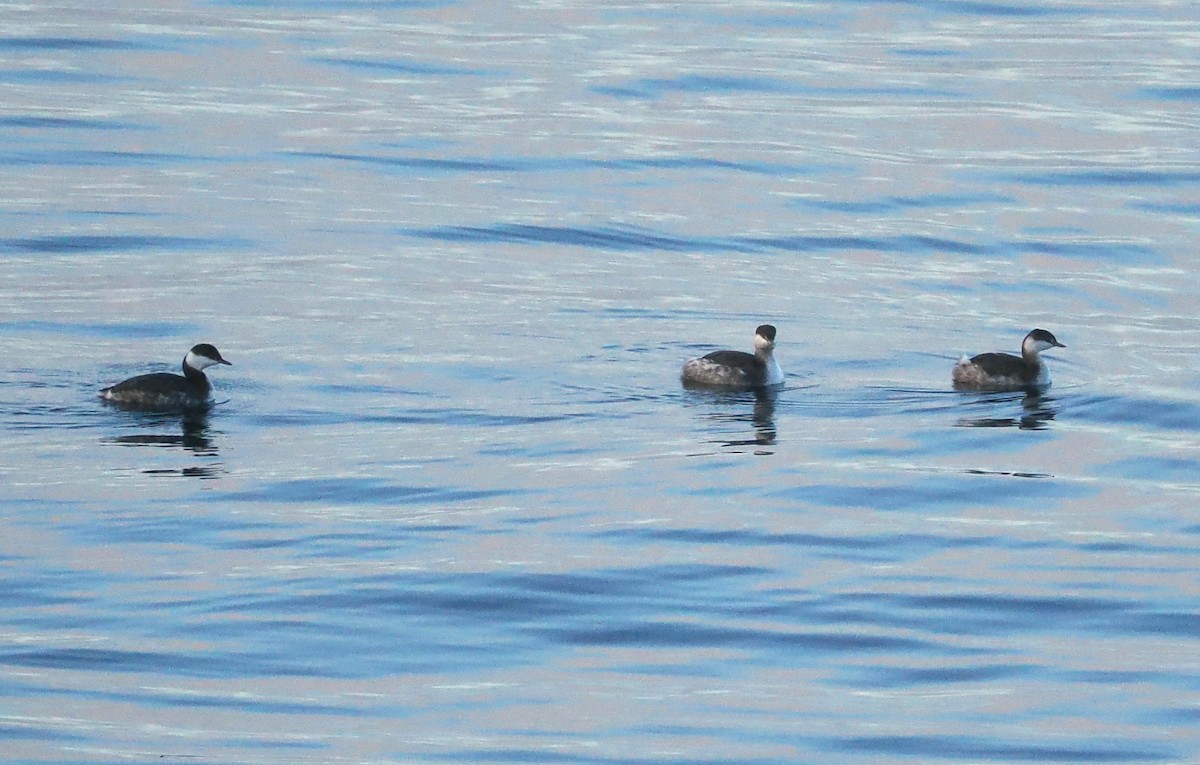 Horned Grebe - Veronica Goidanich