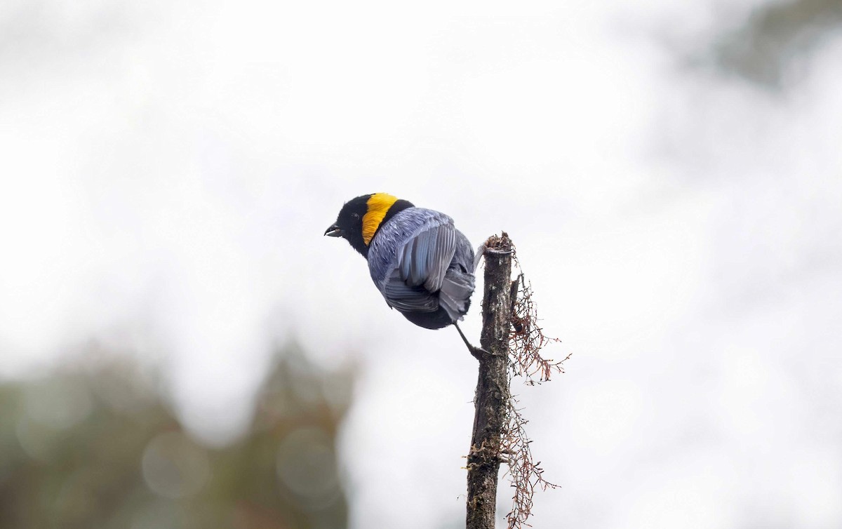 Yellow-scarfed Tanager - ML611560429