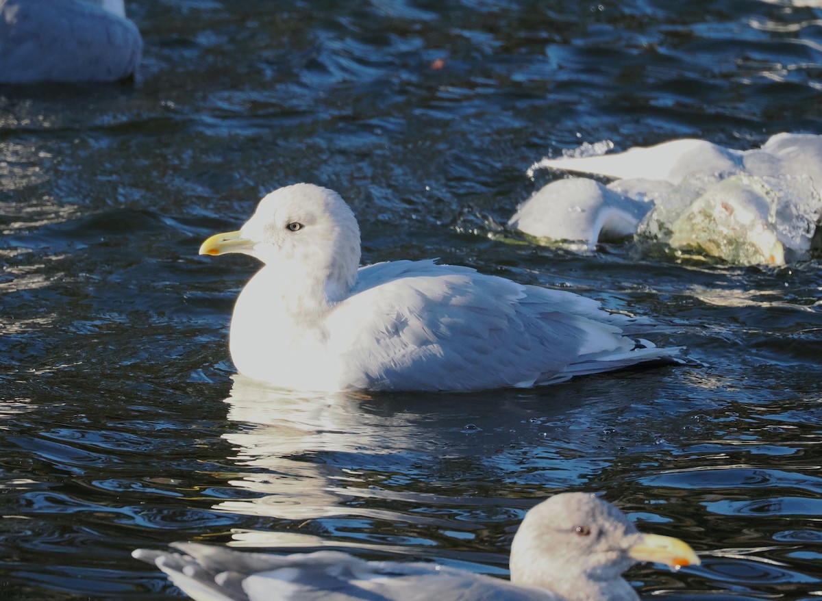 Gaviota Groenlandesa - ML611560458