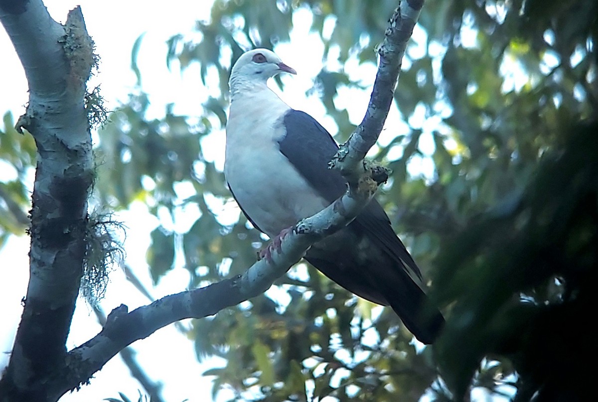 White-headed Pigeon - Jay VanderGaast