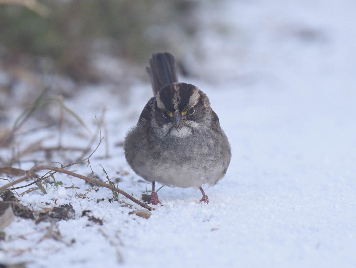 White-throated Sparrow - ML611560537