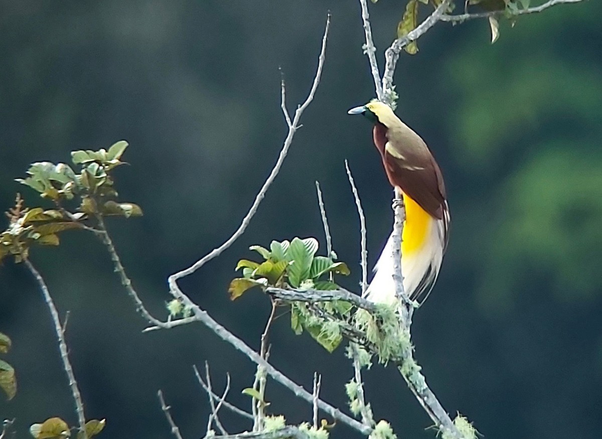 Lesser Bird-of-Paradise - ML611560556