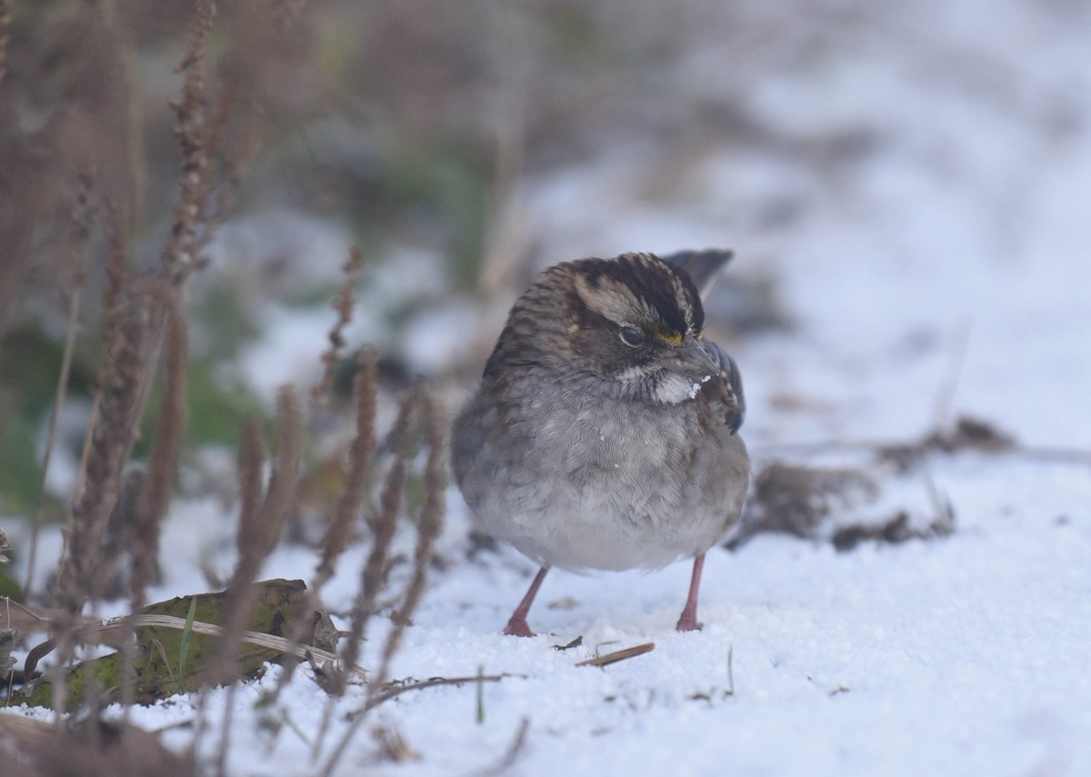 White-throated Sparrow - ML611560566