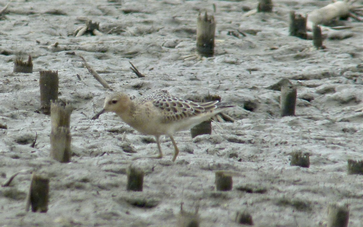 Buff-breasted Sandpiper - ML611560584