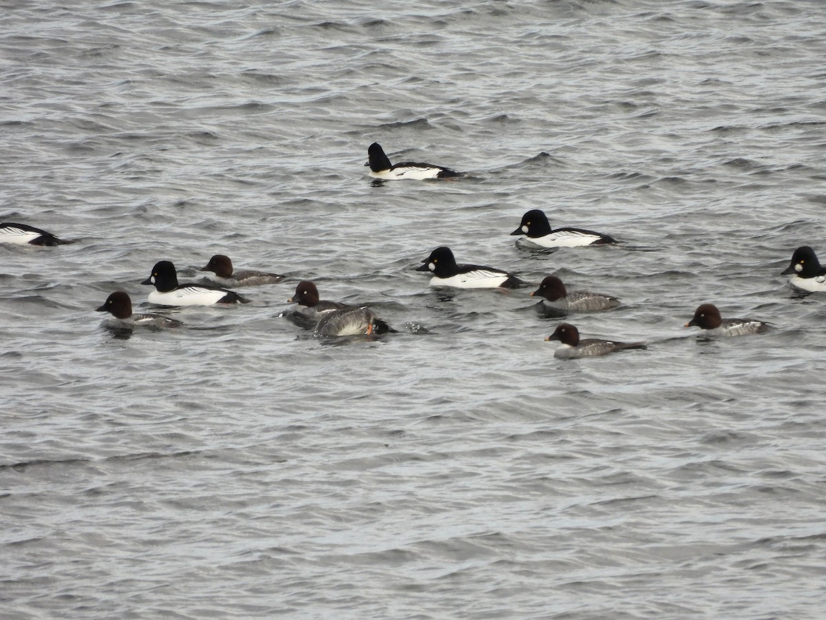 Common Goldeneye - Keith Pflieger