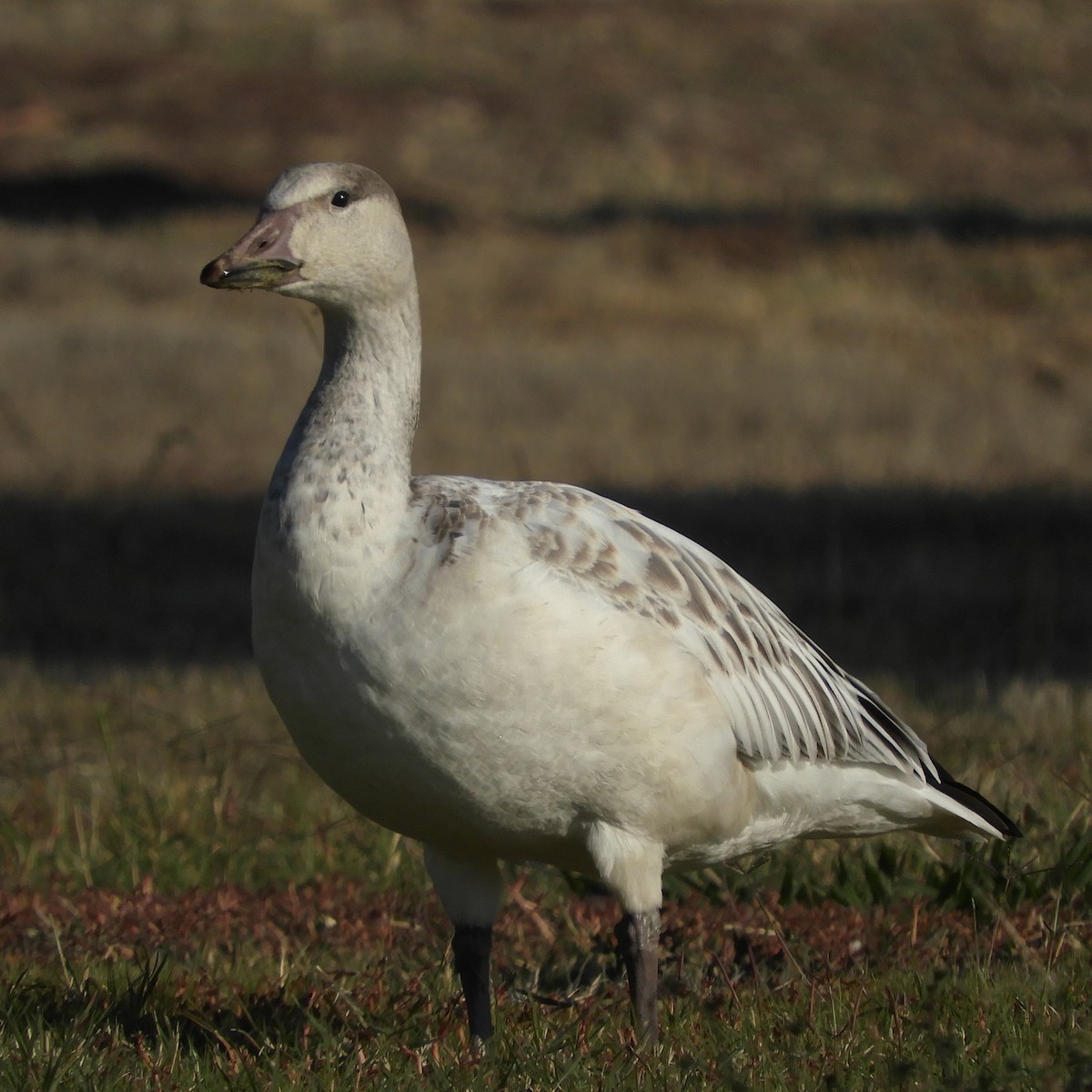 Snow Goose - Dale Swanberg