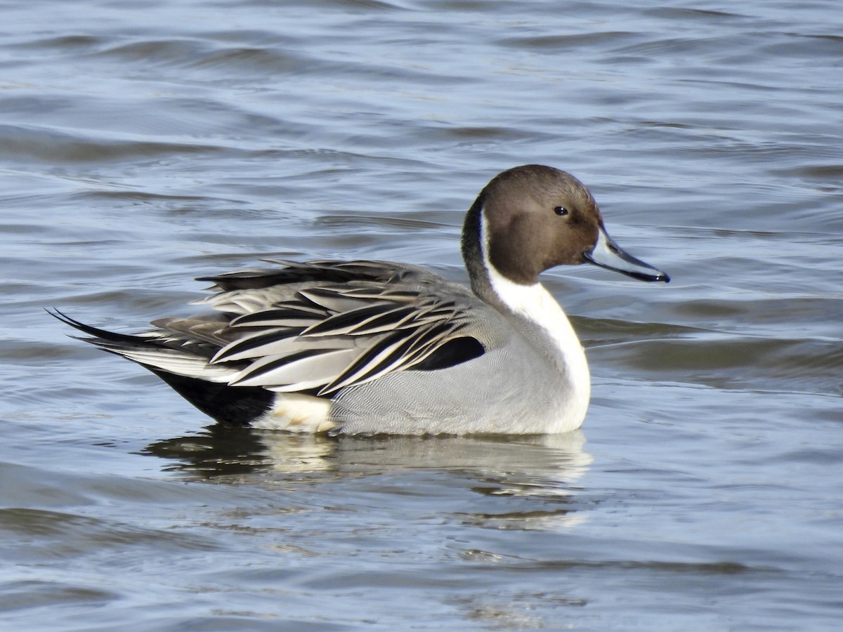 Northern Pintail - ML611560672