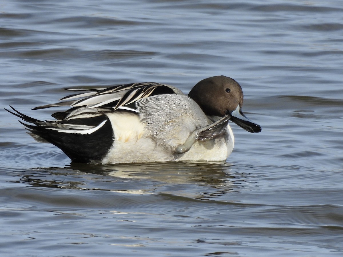 Northern Pintail - ML611560673