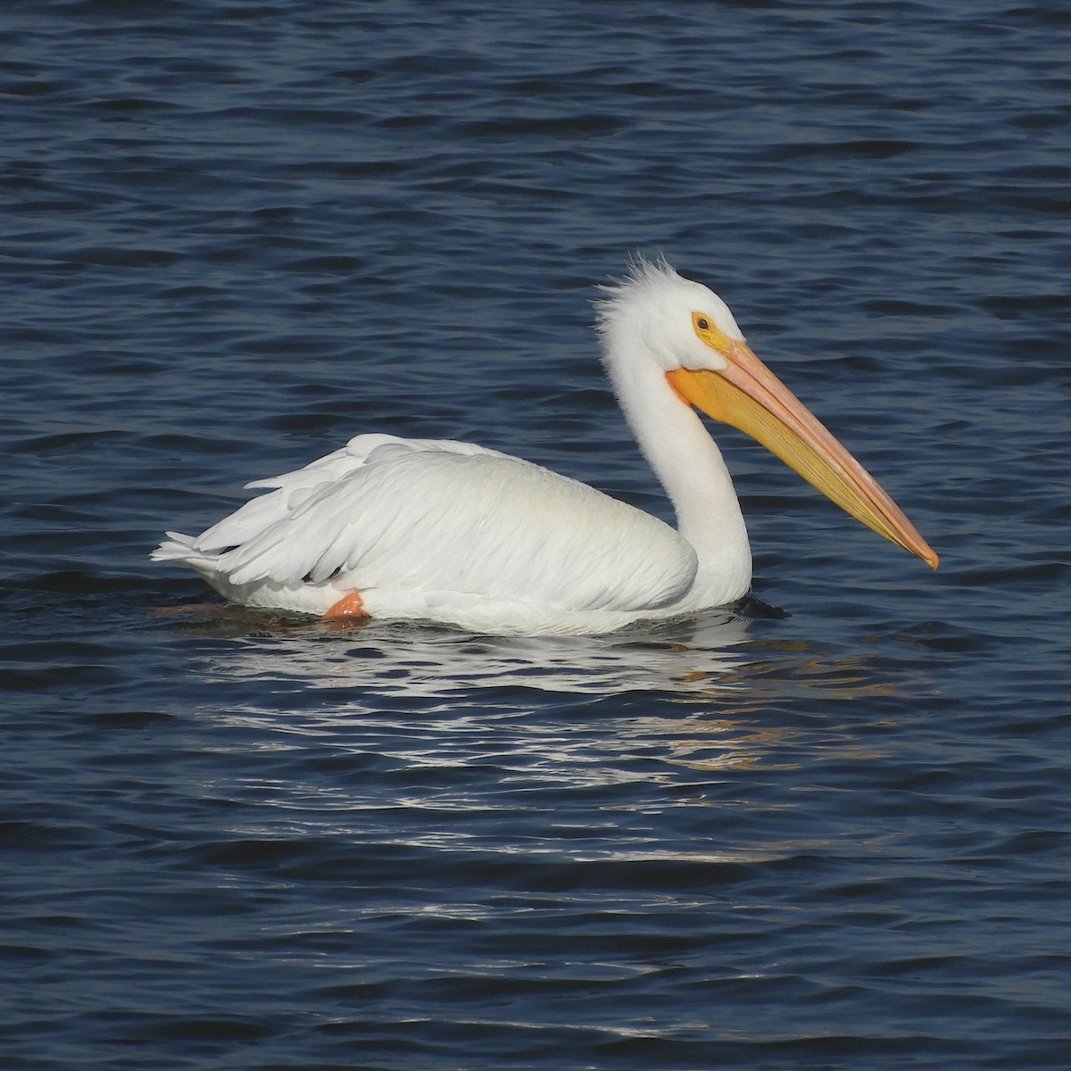 American White Pelican - Dale Swanberg