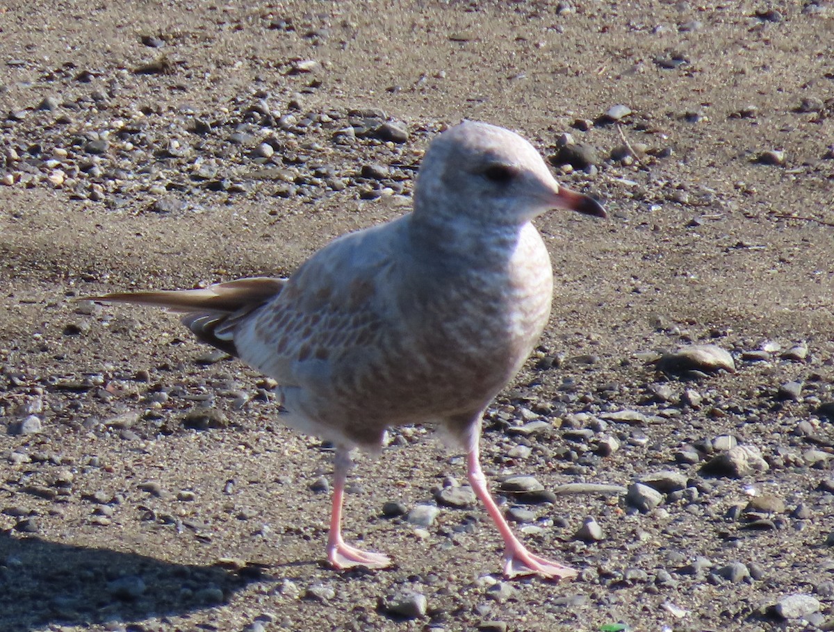 Short-billed Gull - ML611560706