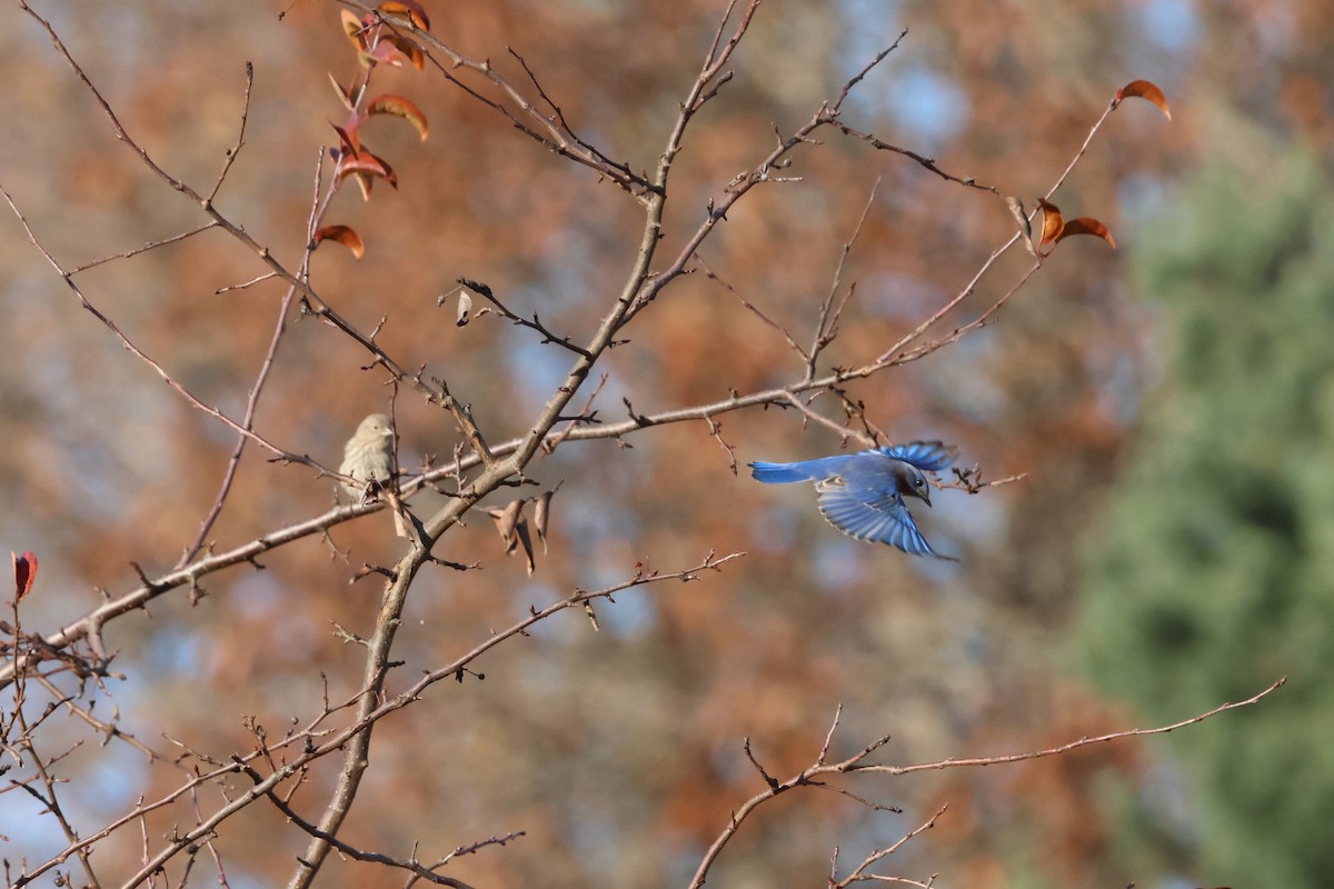 Eastern Bluebird - ML611560729