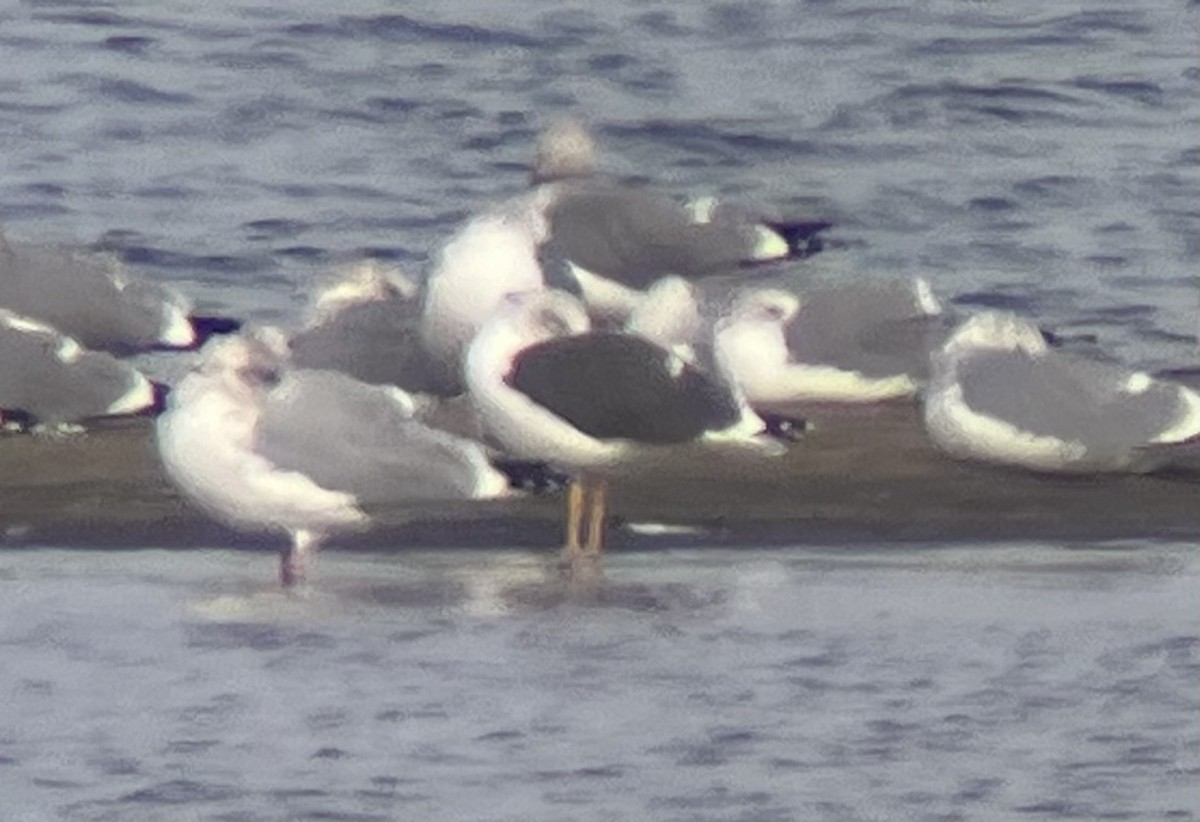 Lesser Black-backed Gull - ML611560763