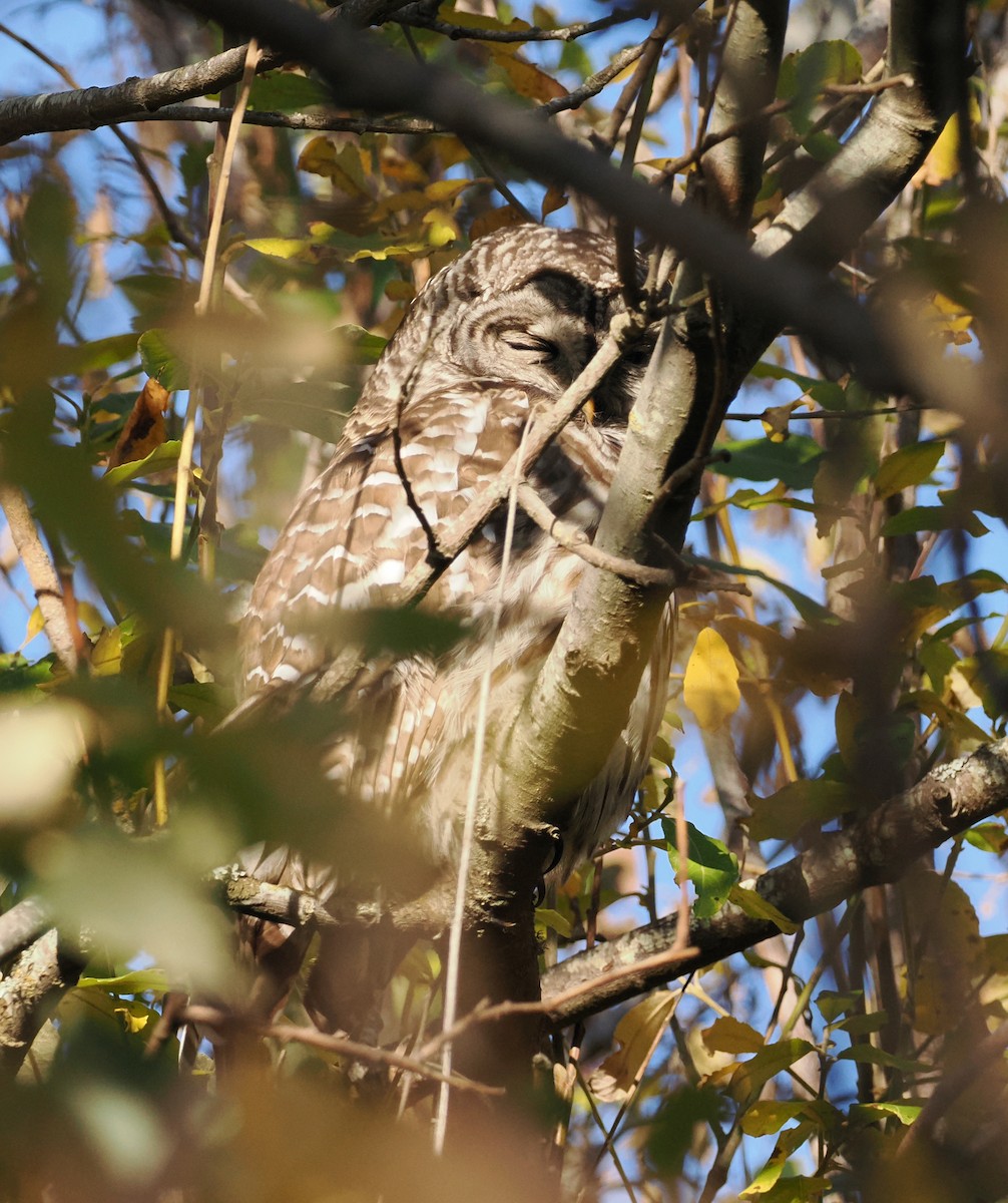 Barred Owl - ML611560813