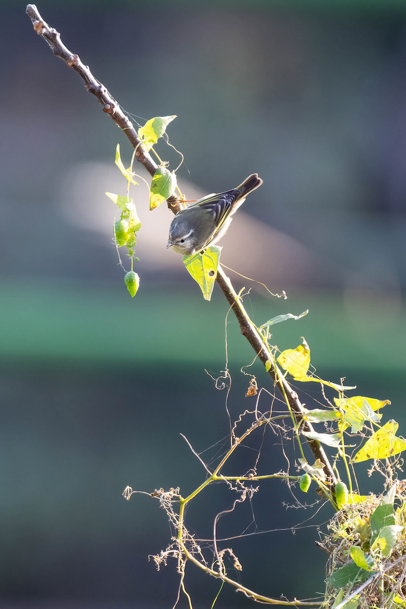 Yellow-browed Warbler - Falk Wirsam
