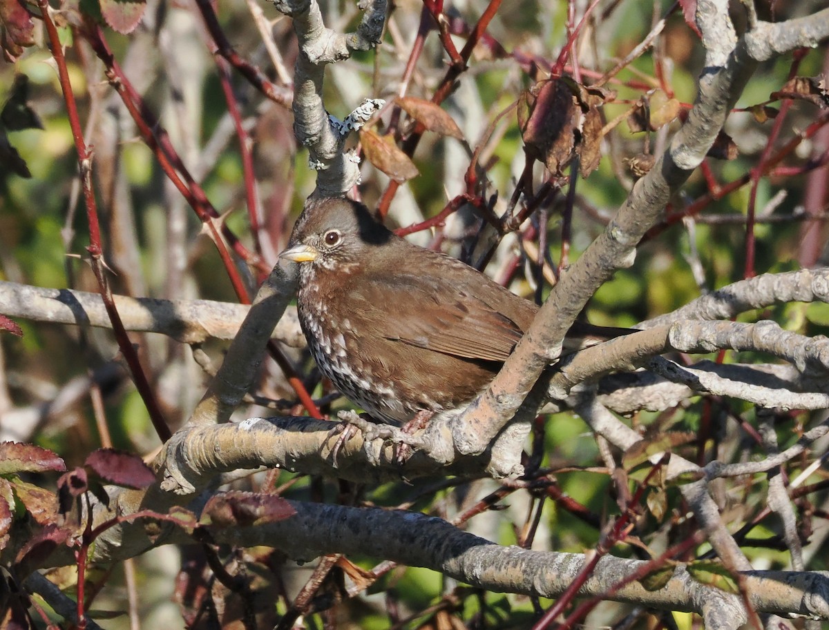 Fox Sparrow - ML611560872