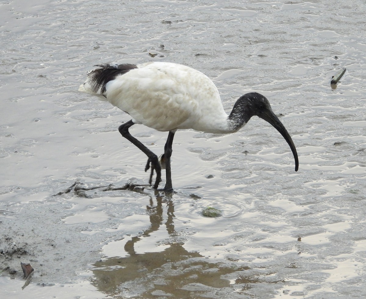 Ibis à cou noir - ML611560879