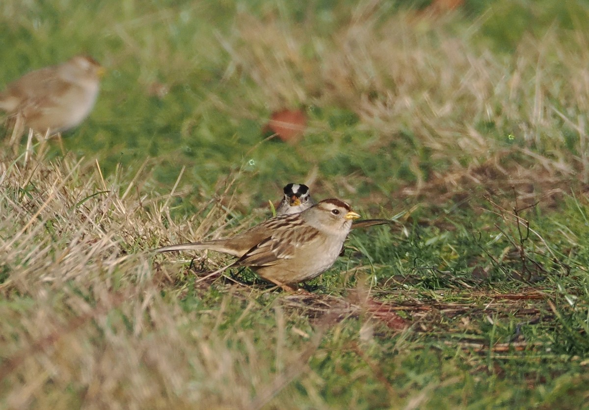 White-crowned Sparrow - ML611560885