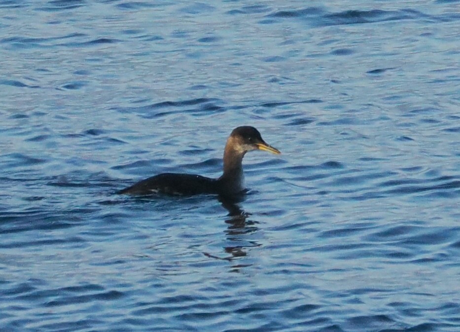 Red-necked Grebe - ML611560954