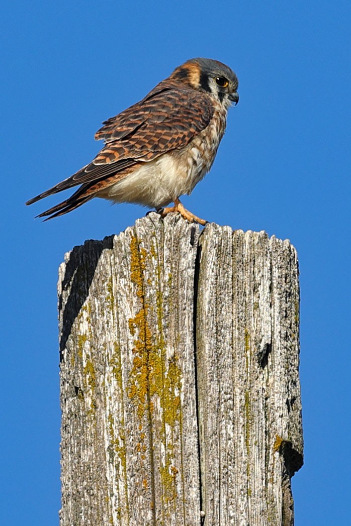 American Kestrel - ML611561010