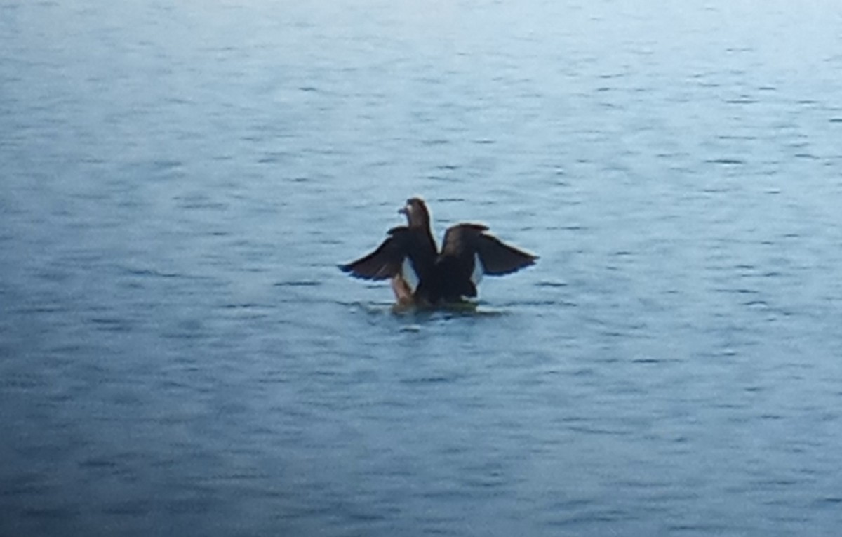 White-winged Scoter - Coen Dexter