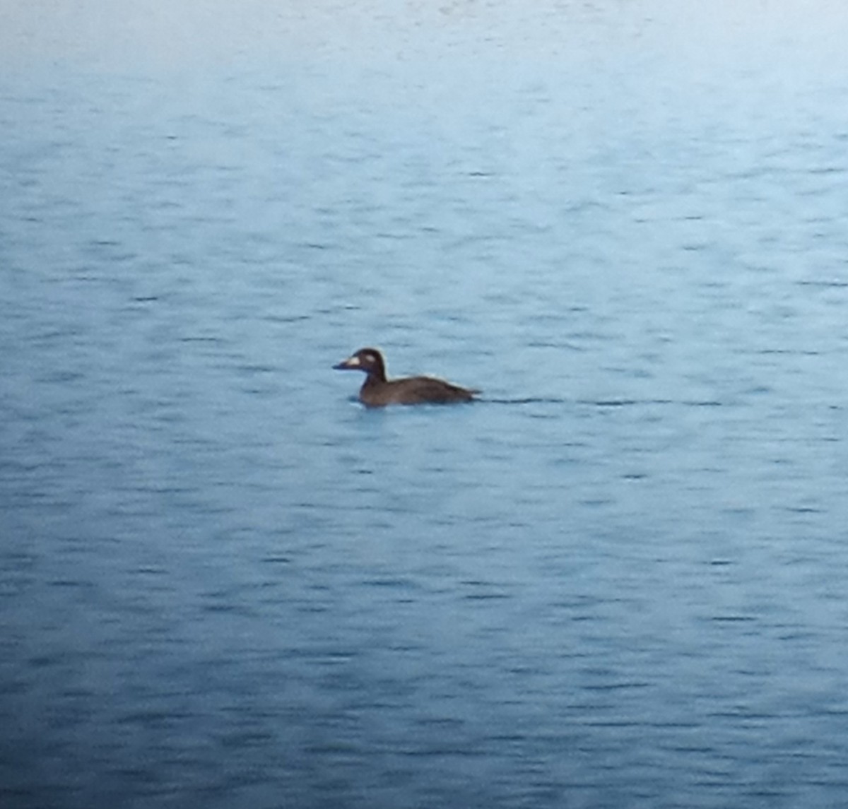 turpan kanadský - ML611561044