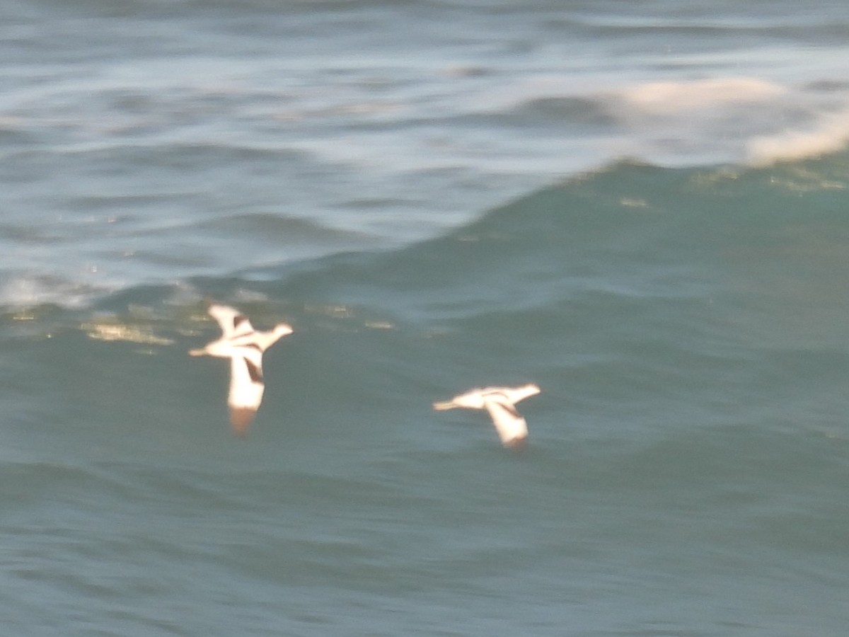 Pied Avocet - ML611561062