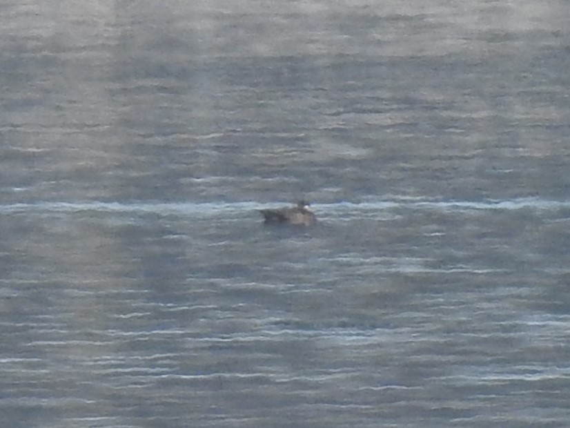 Surf Scoter - Clay Bliznick