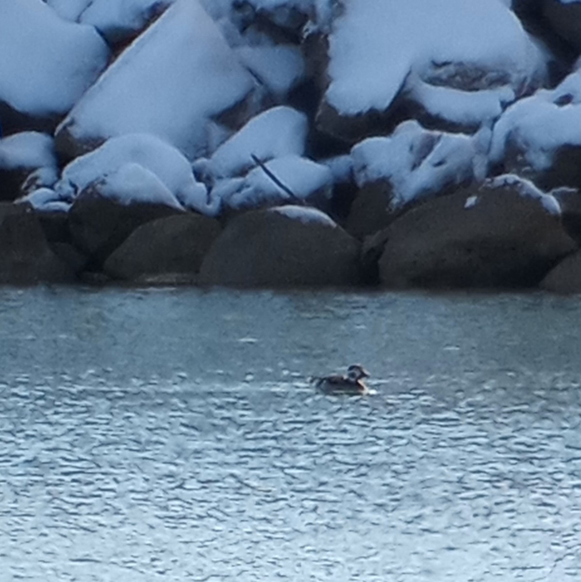 Long-tailed Duck - ML611561163