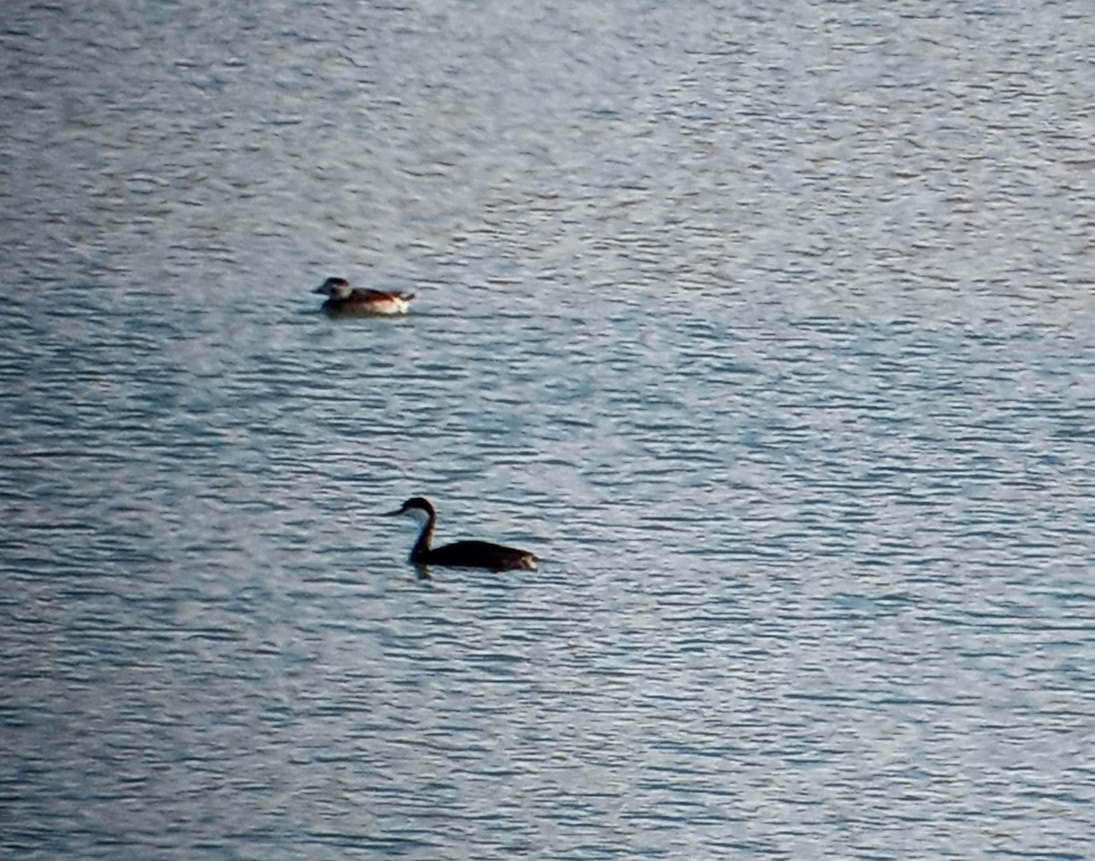 hoholka lední - ML611561164