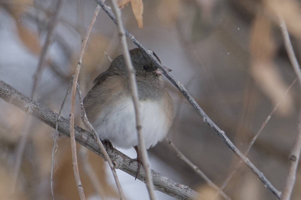 Dark-eyed Junco - Carmen Martinez