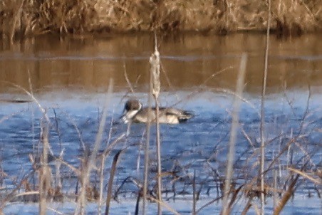 Northern Pintail - ML611561270