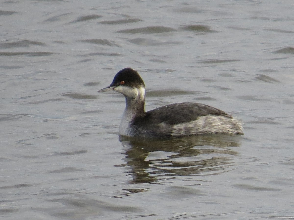 Eared Grebe - ML611561421