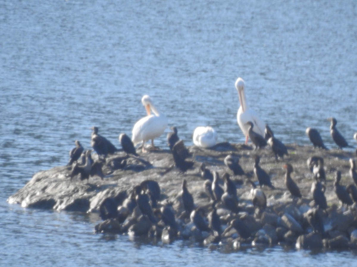 American White Pelican - Clay Bliznick