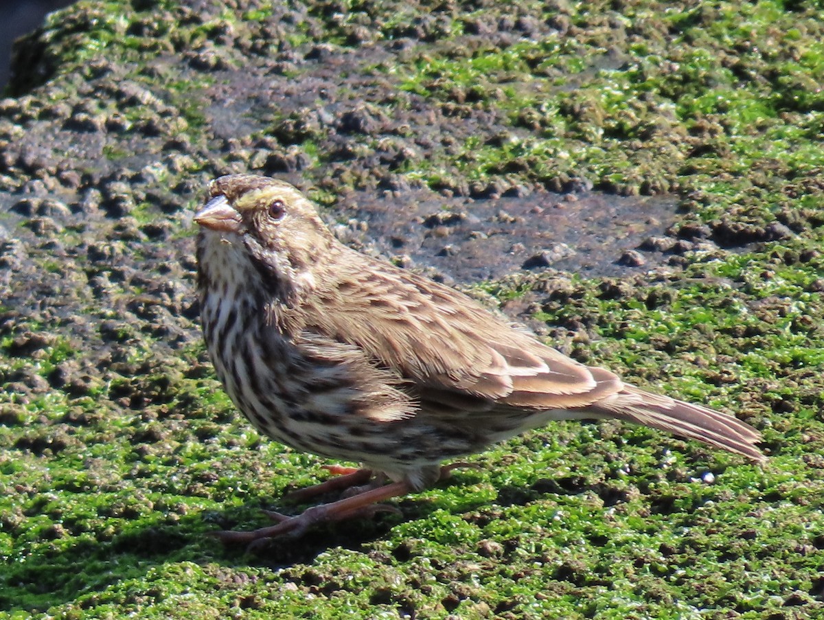 Savannah Sparrow (Belding's) - ML611561437