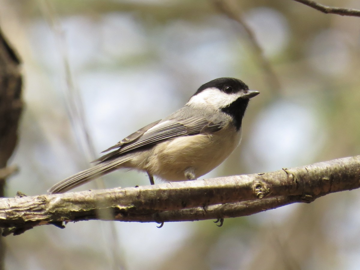 Carolina/Black-capped Chickadee - ML611561470